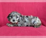 Small Photo #4 Cavapoo Puppy For Sale in KINZERS, PA, USA