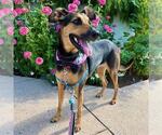Small Doberman Pinscher Mix