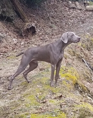 Father of the Weimaraner puppies born on 01/24/2019