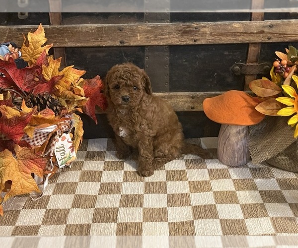 Medium Photo #1 Cavapoo (Miniature) Puppy For Sale in FULTON, KS, USA