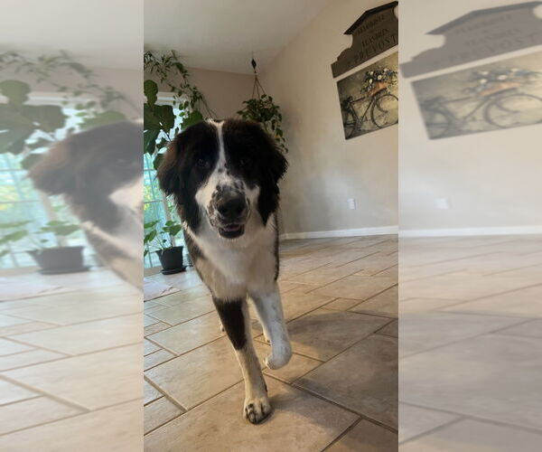 Medium Photo #3 Great Pyrenees Puppy For Sale in Dana Point, CA, USA