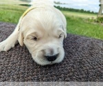 Small Photo #25 Golden Retriever Puppy For Sale in WOOSTER, OH, USA