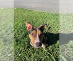 Small #1 Beagle Mix