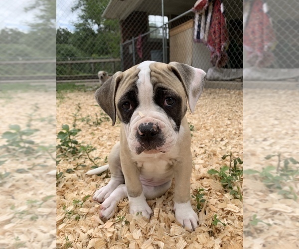 Medium Photo #26 American Bulldog Puppy For Sale in WALTERBORO, SC, USA