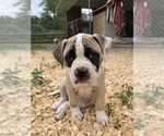 Small Photo #26 American Bulldog Puppy For Sale in WALTERBORO, SC, USA