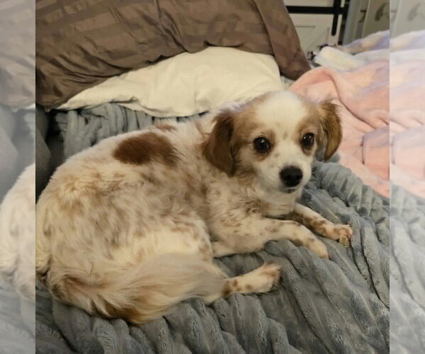 Medium Photo #3 Chihuahua-Unknown Mix Puppy For Sale in Boston, MA, USA