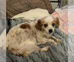 Small #2 Chihuahua Mix