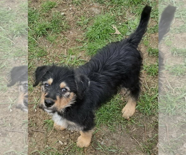 Medium Photo #2 Poodle (Standard)-Staffordshire Bull Terrier Mix Puppy For Sale in Clarkston, MI, USA