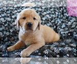 Small Photo #1 Golden Retriever Puppy For Sale in SHILOH, OH, USA