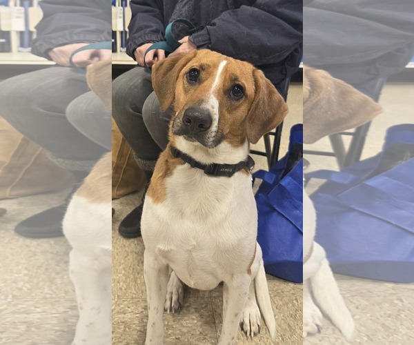 Medium Photo #6 Mutt Puppy For Sale in pomfret, CT, USA