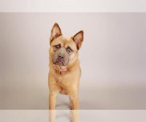 Chow Chow-Unknown Mix Dogs for adoption in Belleville, IL, USA