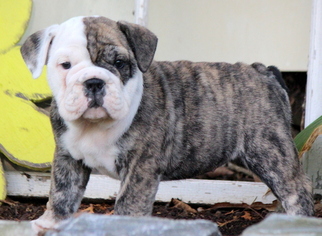 English Bulldog Puppy for sale in MOUNT JOY, PA, USA