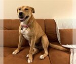 Small Labrador Retriever Mix
