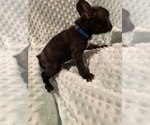Small Photo #5 French Bulldog Puppy For Sale in HOPKINSVILLE, KY, USA