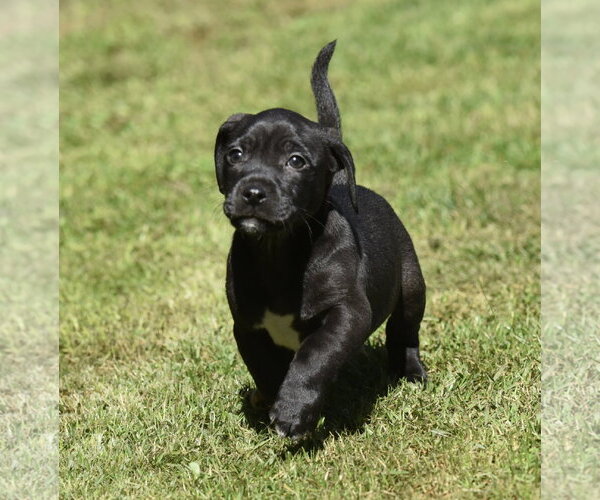 Medium Photo #7 Dachsador Puppy For Sale in Mechanicsburg, PA, USA