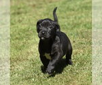 Small #6 Dachsador