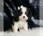 Small #4 Cavalier King Charles Spaniel
