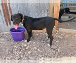 Small #1 American Pit Bull Terrier-Labrador Retriever Mix