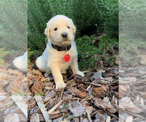 Golden Retriever Puppy for sale in TAYLORSVILLE, NC, USA