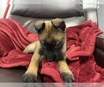 Small Photo #62 Belgian Malinois Puppy For Sale in REESEVILLE, WI, USA