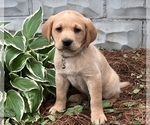 Image preview for Ad Listing. Nickname: Remi