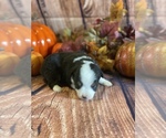 Small Photo #7 Miniature Australian Shepherd Puppy For Sale in LA SALLE, CO, USA