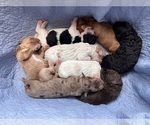 Image preview for Ad Listing. Nickname: Litter of 4