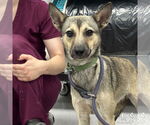 Small #1 Feist Terrier Mix