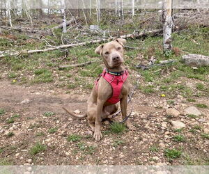 American Pit Bull Terrier-Labrador Retriever Mix Dogs for adoption in Salt Lake City, UT, USA