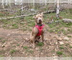 Small American Pit Bull Terrier-Labrador Retriever Mix