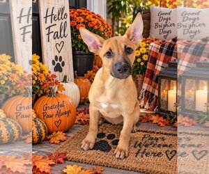Coozie ~ meet me! - Male German Shepherd Dog Dog for Adoption - Photo #4