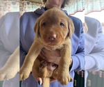 Small Photo #12 Labrador Retriever Puppy For Sale in BUFFALO, NY, USA