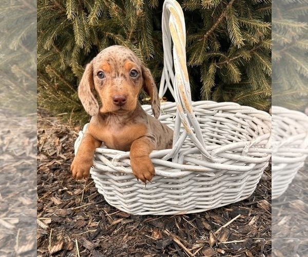 Medium Photo #4 Dachshund Puppy For Sale in MIDDLEBURY, IN, USA