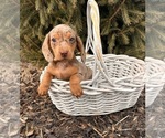 Small #3 Dachshund