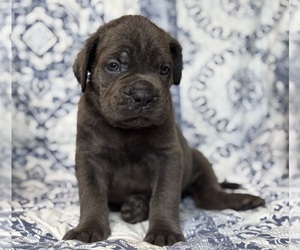 Cane Corso Puppy for sale in NEWTON, NJ, USA