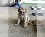 Small Photo #18 Goldendoodle Puppy For Sale in WOODLAND, AL, USA