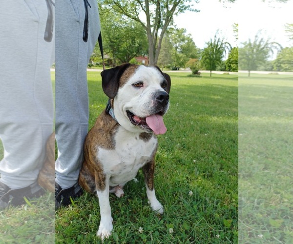 Medium Photo #16 American Pit Bull Terrier-Unknown Mix Puppy For Sale in Germantown, OH, USA