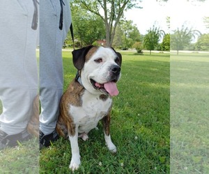 Amos - Male American Pit Bull Terrier-Unknown Mix Dog for Adoption - Photo #16
