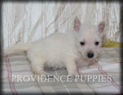 Small #16 West Highland White Terrier