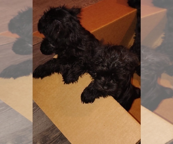 Medium Photo #19 Schnauzer (Miniature) Puppy For Sale in ENID, OK, USA