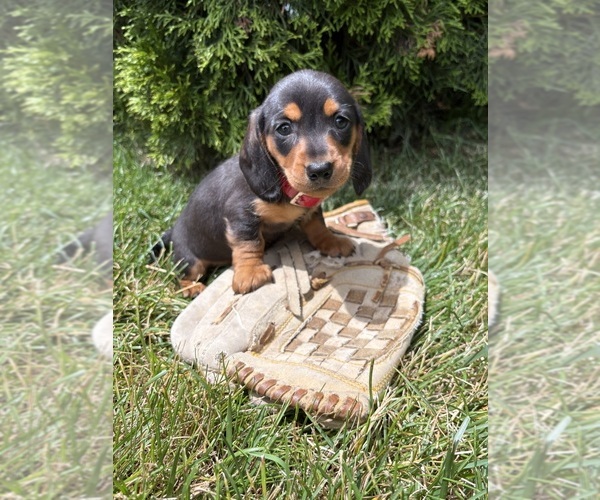 Medium Photo #1 Dachshund Puppy For Sale in MIDDLEBURY, IN, USA