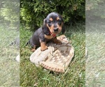 Small Dachshund