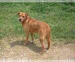 Small #2 Black Mouth Cur-Labrador Retriever Mix