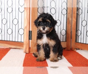 Havanese-Poodle (Toy) Mix Puppy for sale in NAPLES, FL, USA