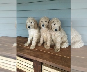 Goldendoodle Puppy for sale in WILLIAMSBURG, KY, USA