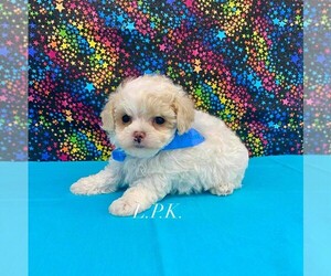 Maltipoo Puppy for sale in WINNSBORO, LA, USA