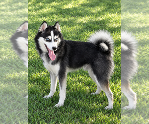 Alaskan Klee Kai Puppy for sale in HILLSBORO, OH, USA