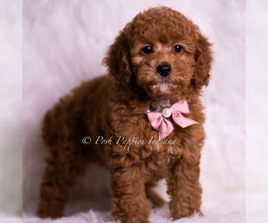 Medium Goldendoodle (Miniature)