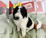 Small Photo #12 Goldendoodle Puppy For Sale in DOLPH, AR, USA