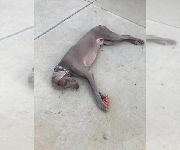 Medium Photo #3 Weimaraner Puppy For Sale in Fountain , CO, USA